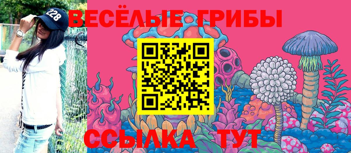 Галлюциногенные грибы Psilocybine cubensis Звенигород